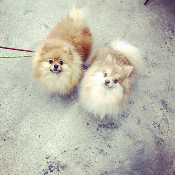 Two dogs inside of Pets on Broadway