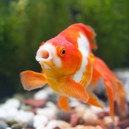 Fish Food & SuppliesA close-up of a goldfish.