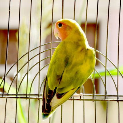 Bird Food & SuppliesA parrot sitting on a perch inside of a bird cage.