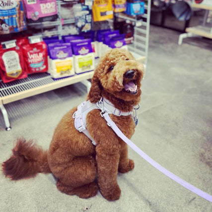Dog Food & SuppliesA dog in a harness sitting inside of Pets on Broadway.