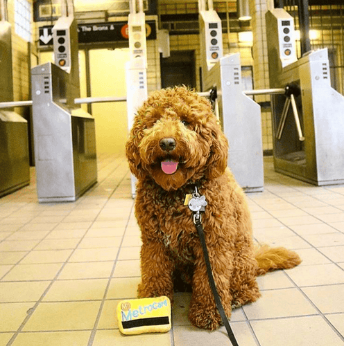 Fab Dog MTA NYC Metrocard Dog Toy