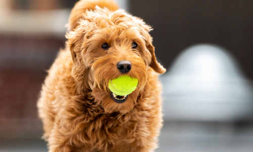 A golden doodle holding a tennis ball in it's mouth.